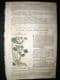 Gerards Herbal 1633 Hand Col Botanical Print. Alchemilla | Albion Prints